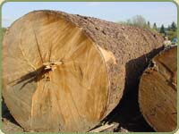 douglas fir post and beam icon