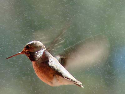 Male Calliope with mist, image by M. Kirkley