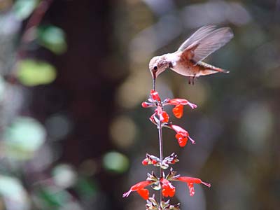 rufous hummingbird female , photograph by Mary Kiesau