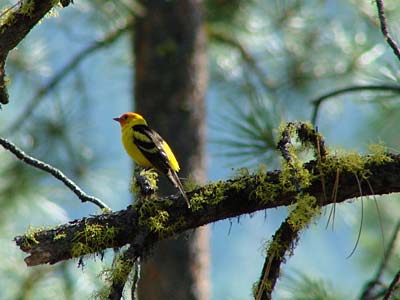 western tanager image by M. Kirkley
